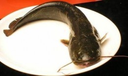 韩国鲶鱼爆料视频大全在线观看,揭秘娱乐圈幕后真相